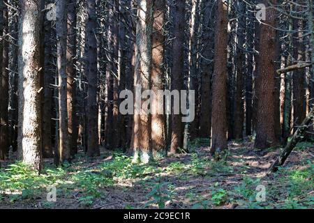 Pinus peuce, PIN macédonien - plante sauvage en été. Banque D'Images