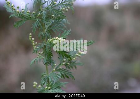 Artemisia annua - plante sauvage en été. Banque D'Images