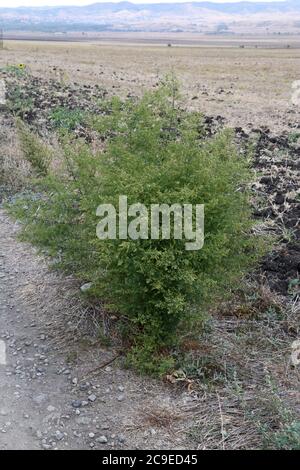 Artemisia annua - plante sauvage en été. Banque D'Images