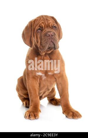 Chiot Bordeaux mastiff devant un fond blanc Banque D'Images