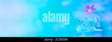 Géranium des bois (Geranium sylvaticum) sur fond bleu azur flou. Fleurs de forêt violette. Modèle de carte postale. Banque D'Images