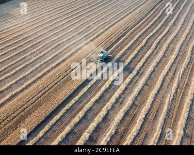 Moissonneuse-batteuse qui récolte du blé dans le champ, vue de dessus, paille de tonte et poussière provenant de l'équipement de récolte du grain. Banque D'Images