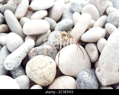 Gros plan sur une araignée brune sur une pierre de plage de galets. Banque D'Images