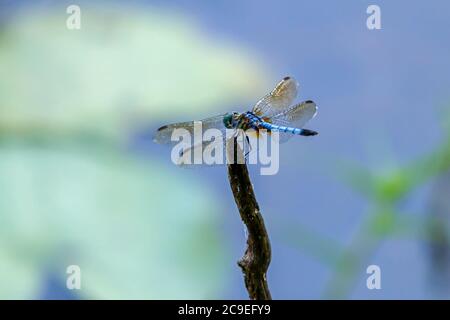 Gros plan image isolée d'une libellule mâle bleue dasher (Pachydipax longipennis) sur un bâton. Ces espèces ont des yeux verts métalliques distinctifs, yell Banque D'Images