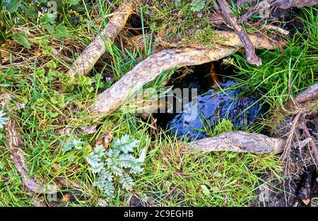 Eau sous bois et herbe verte. Arrière-plan de la nature. Banque D'Images