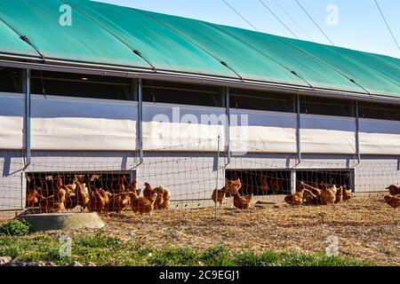 Détail d'une poulailler mobile avec clôture et poulets sur une ferme biologique. Banque D'Images