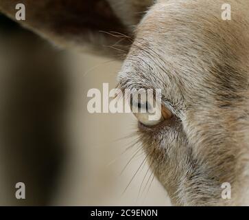 Détail des chèvres dans la section enfants du parc animalier. Banque D'Images