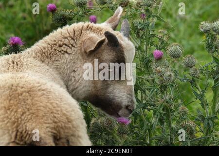 Détail des chèvres dans la section enfants du parc animalier. Banque D'Images