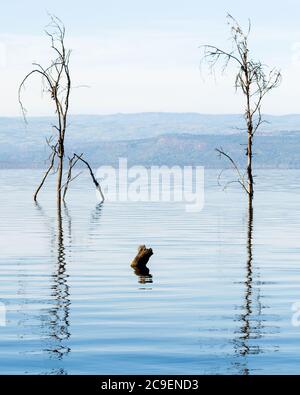 Vue sereine de deux arbres morts dans un lac Banque D'Images