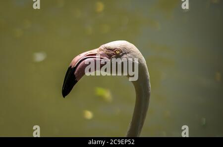 Gros plan de la tête de flamants roses. Flamant rose isolé. Banque D'Images
