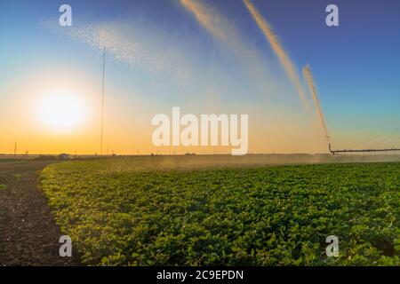 gicleurs de pluie du système d'irrigation sur le terrain agricole. Banque D'Images