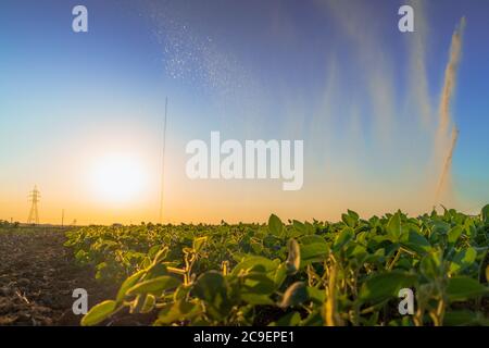 gicleurs de pluie du système d'irrigation sur le terrain agricole. Banque D'Images