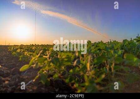 gicleurs de pluie du système d'irrigation sur le terrain agricole. Banque D'Images