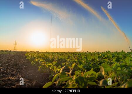 gicleurs de pluie du système d'irrigation sur le terrain agricole. Banque D'Images