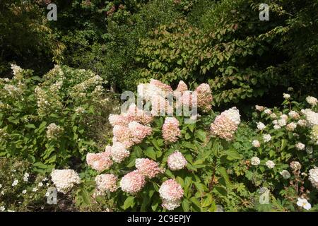 Couleurs d'automne des têtes de fleurs Pink rincées d'un arbuste de l'Hydrangea (Hydrangea paniculata 'Silver Dollar') dans un jardin de campagne Banque D'Images