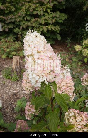 Couleurs d'automne des têtes de fleurs Pink rincées d'un arbuste de l'Hydrangea (Hydrangea paniculata 'Silver Dollar') dans un jardin de campagne Banque D'Images