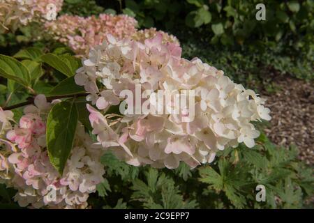 Couleurs d'automne des têtes de fleurs Pink rincées d'un arbuste de l'Hydrangea (Hydrangea paniculata 'Silver Dollar') dans un jardin de campagne Banque D'Images