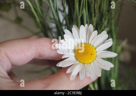 Main tenant une fleur de pâquerette avec des pétales blancs Banque D'Images