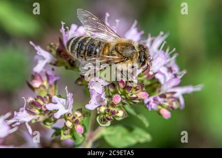 Près d'une abeille de l'extraction sous forme de nectar sur les fleurs d'une plante de l'origan dans un jardin biologique Banque D'Images