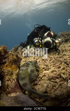 Plongeur photographiant le souffleur à pois blancs, Arothron hispidus, site de plongée de Seri Village, près de Pintu Kota, Ambon, Maluku, Indonésie, Banda Sea Banque D'Images