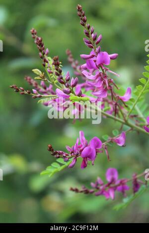 Les belles fleurs roses d'un arbuste indigofera, fleurissent à l'extérieur dans un cadre naturel. Banque D'Images