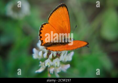 Der Dukenfalter (Lycaena virgaureae) orange bringt Tupfer in die Landschaft in Thüringen am rennsteig nahe dem Spießberg. Banque D'Images