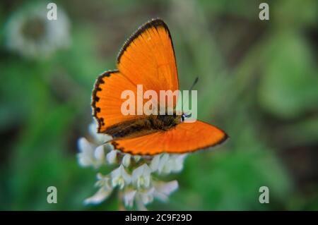 Der Dukenfalter (Lycaena virgaureae) orange bringt Tupfer in die Landschaft in Thüringen am rennsteig nahe dem Spießberg. Banque D'Images