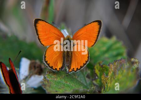 Der Dukenfalter (Lycaena virgaureae) orange bringt Tupfer in die Landschaft in Thüringen am rennsteig nahe dem Spießberg. Banque D'Images