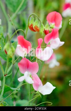 Lathyrus odoratus 'Little Red Riding Hood' fleurs de pois doux qui poussent un trellis dans un jardin d'été. ROYAUME-UNI Banque D'Images