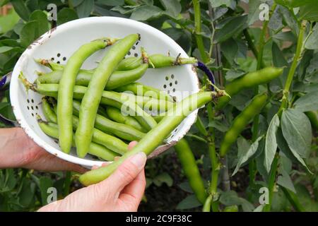 Vicia faba 'Bunyard's Exhibition'. Récolte de haricots larges cultivés à la maison dans un jardin d'été. Banque D'Images