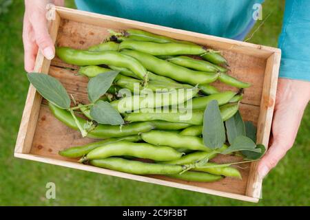 Vicia faba 'Bunyard's Exhibition'. Récolte de haricots larges cultivés à la maison dans un jardin d'été. Banque D'Images