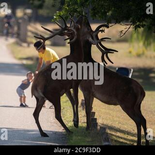 Richmond Park Londres, Royaume-Uni. 31 juillet 2020. Matin chaud à Richmond Park avec des cerfs, des randonneurs et des cyclistes appréciant le parc libre de circulation au début d'une journée pour atteindre 33 degrés. L'accès aux véhicules est limité à seulement trois parkings sans circulation dans le parc Royal, de sorte que Red Deer se mêle aux cyclistes sur les routes. Crédit : Malcolm Park/Alay Live News. Banque D'Images