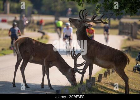 Richmond Park Londres, Royaume-Uni. 31 juillet 2020. Matin chaud à Richmond Park avec des cerfs, des randonneurs et des cyclistes appréciant le parc libre de circulation au début d'une journée pour atteindre 33 degrés. L'accès aux véhicules est limité à seulement trois parkings sans circulation dans le parc Royal, de sorte que Red Deer se mêle aux cyclistes sur les routes. Crédit : Malcolm Park/Alay Live News. Banque D'Images