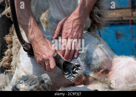 Coupe-contrat cisaille des moutons sur une remorque spécialement conçue. Co, Durham, Royaume-Uni. Banque D'Images