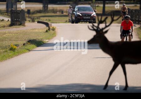 Richmond Park Londres, Royaume-Uni. 31 juillet 2020. Matin chaud à Richmond Park avec des cerfs, des randonneurs et des cyclistes appréciant le parc libre de circulation au début d'une journée pour atteindre 33 degrés. L'accès aux véhicules est limité à seulement trois parkings sans circulation dans le parc Royal, de sorte que Red Deer se mêle aux cyclistes sur les routes. Crédit : Malcolm Park/Alay Live News. Banque D'Images