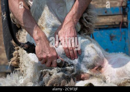 Coupe-contrat cisaille des moutons sur une remorque spécialement conçue. Co, Durham, Royaume-Uni. Banque D'Images