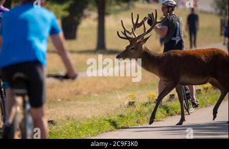 Richmond Park Londres, Royaume-Uni. 31 juillet 2020. Matin chaud à Richmond Park avec des cerfs, des randonneurs et des cyclistes appréciant le parc libre de circulation au début d'une journée pour atteindre 33 degrés. L'accès aux véhicules est limité à seulement trois parkings sans circulation dans le parc Royal, de sorte que Red Deer se mêle aux cyclistes sur les routes. Crédit : Malcolm Park/Alay Live News. Banque D'Images