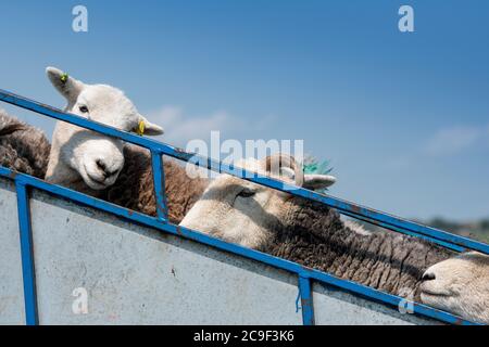 Coupe-contrat cisaille des moutons sur une remorque spécialement conçue. Co, Durham, Royaume-Uni. Banque D'Images