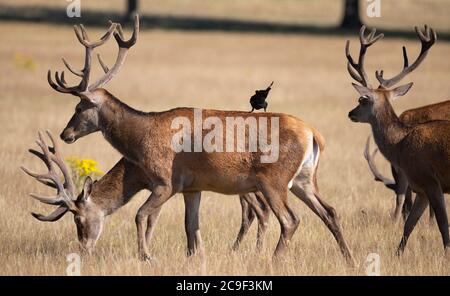 Richmond Park Londres, Royaume-Uni. 31 juillet 2020. Matin chaud à Richmond Park avec des cerfs, des randonneurs et des cyclistes appréciant le parc libre de circulation au début d'une journée pour atteindre 33 degrés. L'accès aux véhicules est limité à seulement trois parkings sans circulation dans le parc Royal, de sorte que Red Deer se mêle aux cyclistes sur les routes. Crédit : Malcolm Park/Alay Live News. Banque D'Images