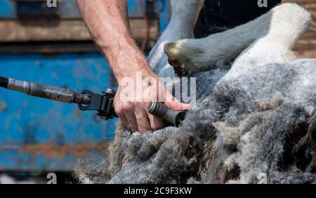 Coupe-contrat cisaille des moutons sur une remorque spécialement conçue. Co, Durham, Royaume-Uni. Banque D'Images