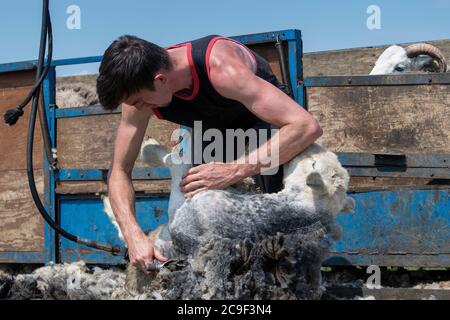 Coupe-contrat cisaille des moutons sur une remorque spécialement conçue. Co, Durham, Royaume-Uni. Banque D'Images