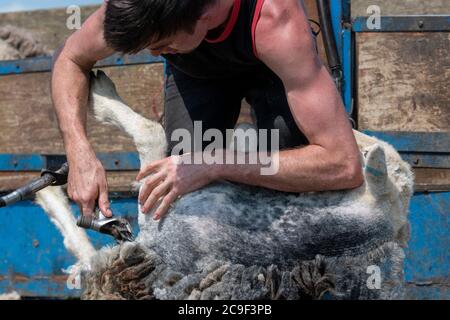 Coupe-contrat cisaille des moutons sur une remorque spécialement conçue. Co, Durham, Royaume-Uni. Banque D'Images