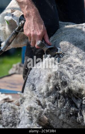 Coupe-contrat cisaille des moutons sur une remorque spécialement conçue. Co, Durham, Royaume-Uni. Banque D'Images