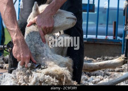 Coupe-contrat cisaille des moutons sur une remorque spécialement conçue. Co, Durham, Royaume-Uni. Banque D'Images