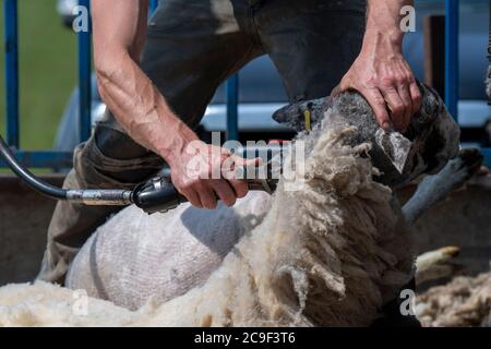 Coupe-contrat cisaille des moutons sur une remorque spécialement conçue. Co, Durham, Royaume-Uni. Banque D'Images