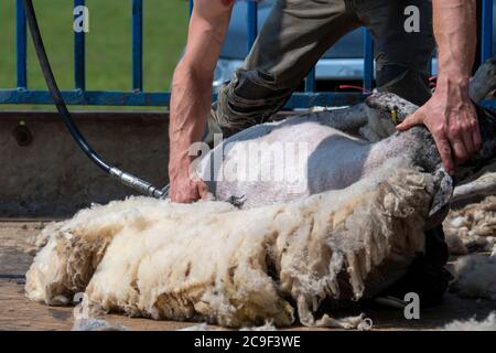 Coupe-contrat cisaille des moutons sur une remorque spécialement conçue. Co, Durham, Royaume-Uni. Banque D'Images