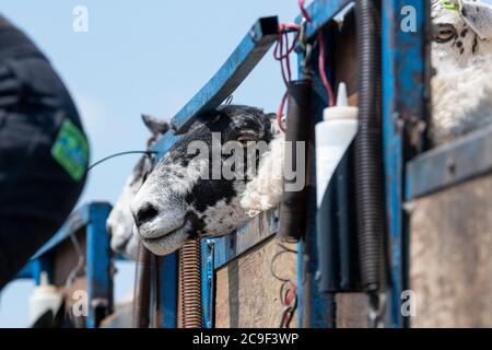 Coupe-contrat cisaille des moutons sur une remorque spécialement conçue. Co, Durham, Royaume-Uni. Banque D'Images