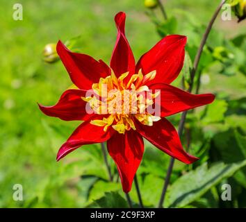 Gros plan d'une tête de fleur rouge et jaune d'un « Chimborazo » Dahlia à la National Dahlia Collection, Penzance, Cornouailles, Angleterre Banque D'Images