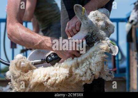 Coupe-contrat cisaille des moutons sur une remorque spécialement conçue. Co, Durham, Royaume-Uni. Banque D'Images