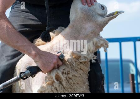 Coupe-contrat cisaille des moutons sur une remorque spécialement conçue. Co, Durham, Royaume-Uni. Banque D'Images